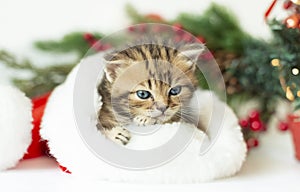 Portrait of a cute striped kitten in a Santa Claus hat