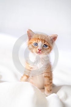 Portrait cute striped red ginger kitten with big eyes lying on white bed at home. kitty looking at camera. Concept of