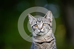 Portrait of cute tabby kitten