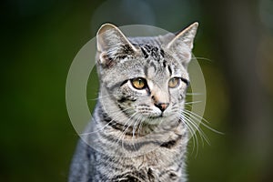 Portrait of cute tabby kitten