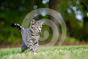 Portrait of cute tabby kitten