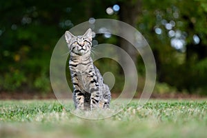 Portrait of cute tabby kitten