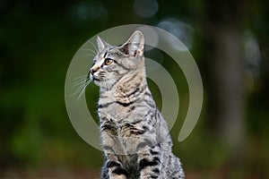 Portrait of cute tabby kitten