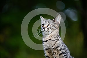 Portrait of cute tabby kitten