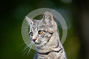 Portrait of cute tabby kitten