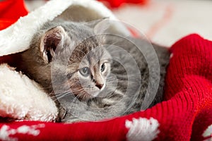Portrait cute tabby kitten with christmas hat balls gift Xmas decor. Santa Claus hat on pretty Baby cat. Christmas cat sleeping