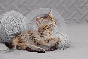 Portrait of a cute tabby kitten lying on a bedspread and playing with a ball of yarn. From a low angle view indoors