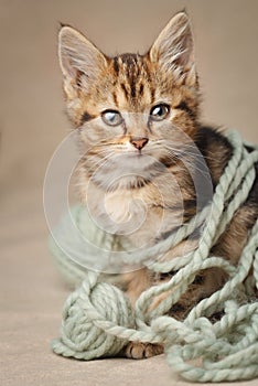 Portrait of a cute tabby kitten of a reddish tint playing with balls of woolen yarn