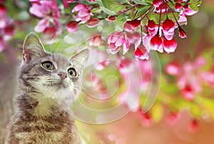 Portrait a cute tabby kitten sits among the blooming pink branches of an Apple tree in a Sunny may garden