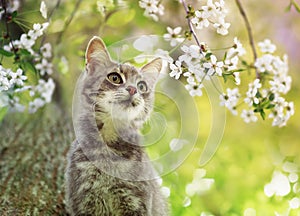 Portrait a cute tabby kitten sits on the branches of a cherry tree with white flowers in a Sunny may garden