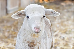 Portrait of a cute three-colored lamb