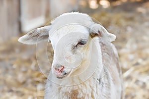 Portrait of a cute three-colored lamb