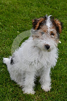 Young fox terrier sits in the meadow photo