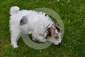 Young fox terrier sniffs on the ground in the meadow photo