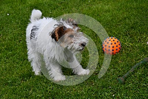 Young fox terrier plays with his toy in the meadow photo