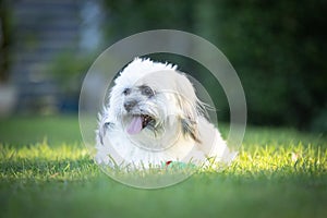 Portrait of cute Tibetan Spaniel white small breed dog sitting on green grass with blurred background