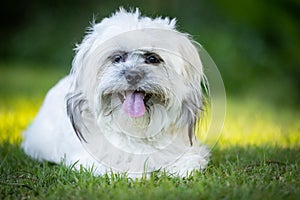 Portrait of cute Tibetan Spaniel white small breed dog sitting on green grass with blurred background