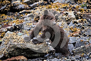 Portrait of a cute and tiny little grizzly baby on the coast of Katmai