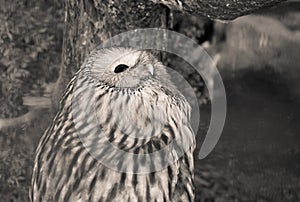 Portrait of cute ural owl day dreaming in black and white sepia
