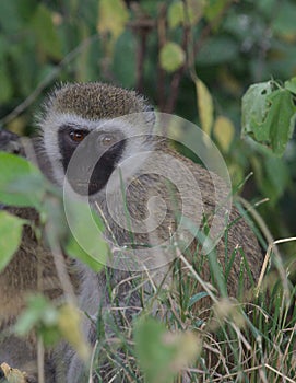 Portrait of cute vervet monkey sitting on forest floor in the wild Meru National Park, Kenya