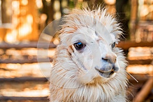 Portrait of cute white alpaca or Vicugna pacos