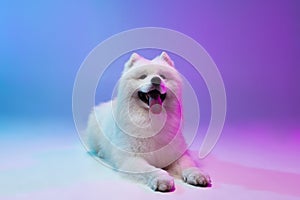 Portrait of cute white beautiful Samoyed dog posing isolated on blue background in pink neon light.