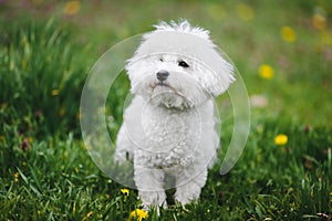 Portrait of a cute white Bichon frise dog standing on grass in a park
