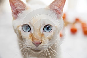 Portrait of a cute white Bobtail kitten