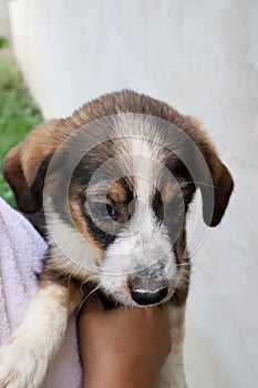 Portrait of cute white brown pappy in hand of female looking down, outside close up