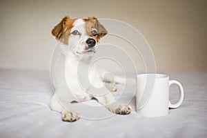 Portrait of a cute white and brown small dog sitting on bed. Cup of coffee besides. Home, pets indoors
