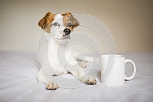 Portrait of a cute white and brown small dog sitting on bed. Cup of coffee besides. Home, pets indoors photo