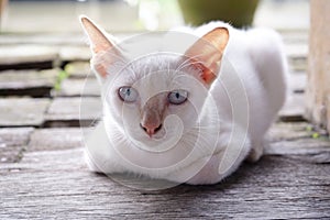 Portrait of cute white cat squat.