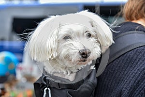 Portrait of a cute white Chinese Crested dog looking out from a backpack