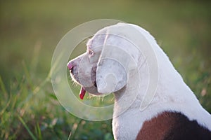 Portrait of a cute white fur beagle dog lying on the green grass ,shooting with a shallow depth of field