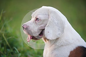 Portrait of a cute white fur beagle dog lying on the green grass ,shooting with a shallow depth of field