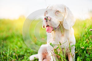 Portrait of a cute white fur beagle dog sitting on the green grass out door in the field. Focus on face,shallow depth of field