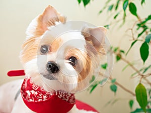 Portrait of cute white-haired dog biewer Yorkshire terrier with red collar