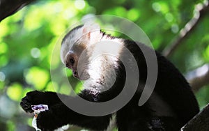 Portrait of cute White-headed Capuchin Monkey in high quality hanging in the costa rican jungle close to the beach