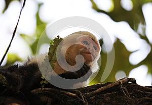 Portrait of cute White-headed Capuchin Monkey in high quality hanging in the costa rican jungle close to the beach