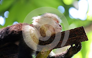 Portrait of cute White-headed Capuchin Monkey in high quality hanging in the costa rican jungle close to the beach