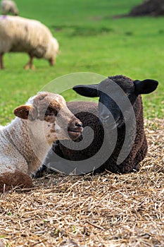 Portrait of cute white lamb and black lamb sitting on straw on green meadow in Germany. Animal friendship, free-range husbandry