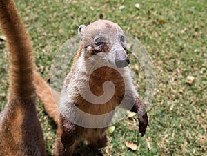 Portrait of cute white nosed coati, Nasua narica, begging for food, fighting and looking at a camera with funny