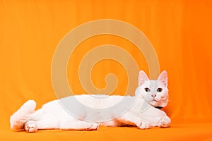 portrait of cute white puppy cat lying down looking at camera on orange background photo