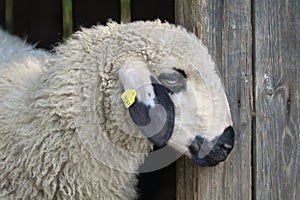 Portrait of a cute white sheep with black markings, looking out of the barn