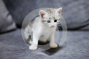 Portrait of cute white small kitty