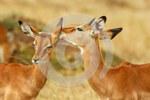 Whisperers ;- A close-up of two Impala from Kenya. photo