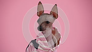 Portrait of a cute Xoloitzcuintle in black and pink jumpsuit in the studio on a pink background. The pet looks at the