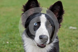 Portrait of cute yakutian laika puppy with different eyes. Close up. Pet animals.