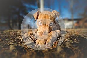 Portrait of cute yellow terrier