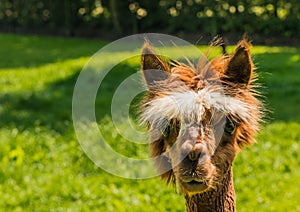 Portrait of a cute young brown llama
